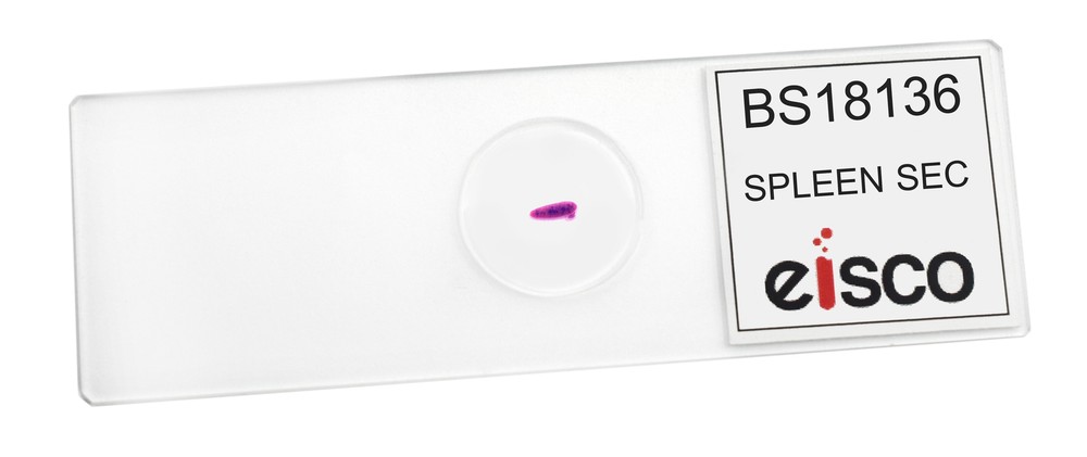 Spleen Section - Prepared Microscope Slide - 75x25mm - Eisco Labs