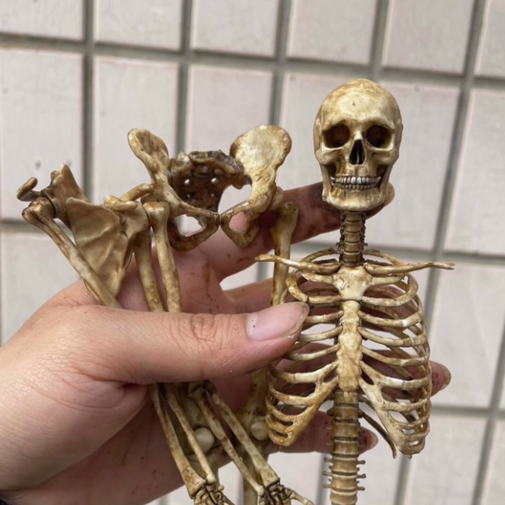 1/6 Scale Human Beings Skeleton PVC Model for 12" Action Figure Accessory ToyssT