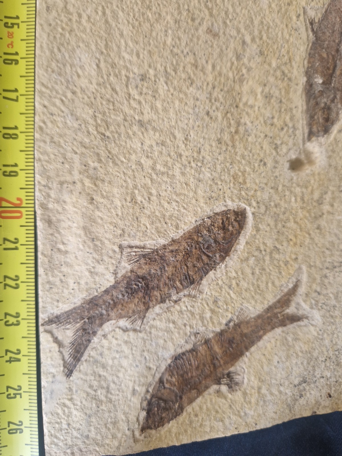 FABULOUS KNIGHTIA HIGH FOSSIL FISH PLATE - GREEN RIVER FMT - WYOMING - USA..