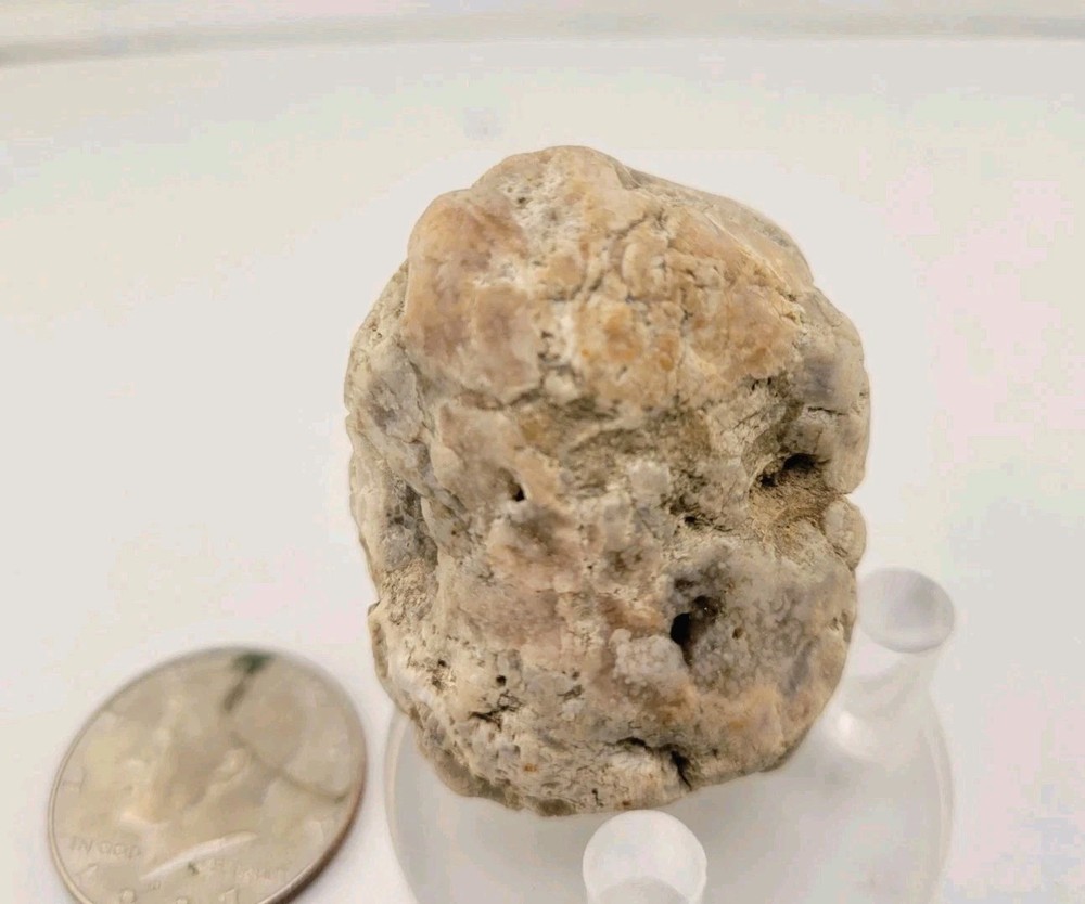 Real Permineralized Reptile Egg Fossil