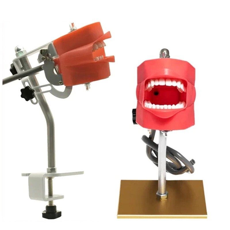 Dental Simulator Phantom Head Model Removable Teeth Simple Head Model Training