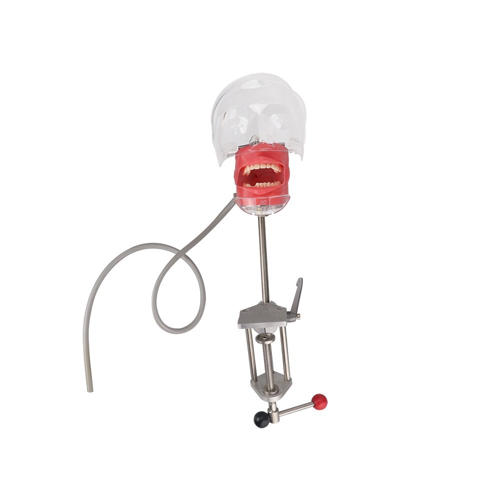 Dental Simulator Mannequin Head Teeth Model Bench-Mounted Training Tooth Mold