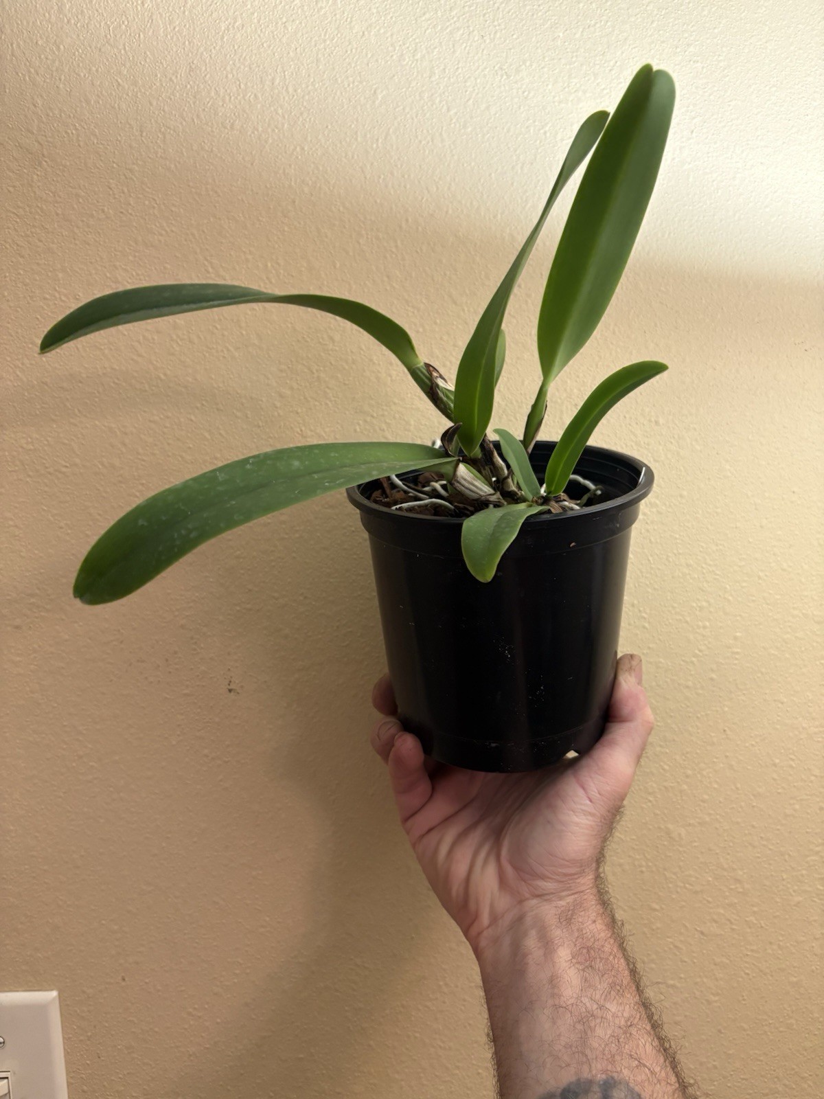 C. dowiana f. aurea ‘Hsingying’ - Stunning/Sought-After - Rare Orchid - 5” Pot