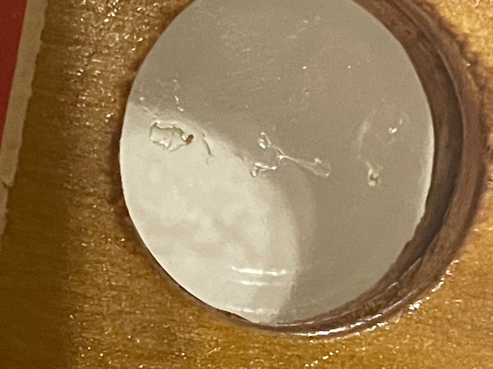 Entomology Slides Microscope Biology Insects With Box 1950's