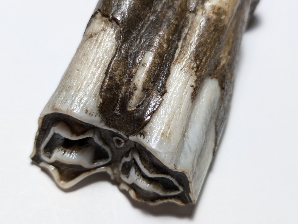 Cow Tooth