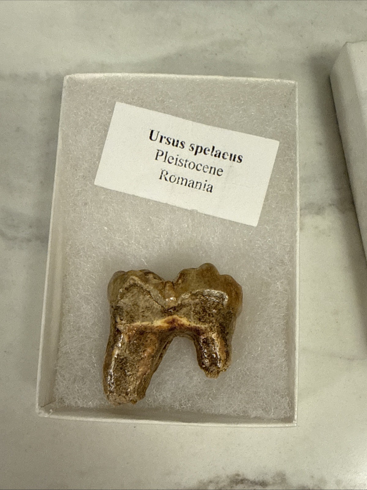 Cave Bear Tooth Molar Fossil From Romania Approximately 25,000 Years Old
