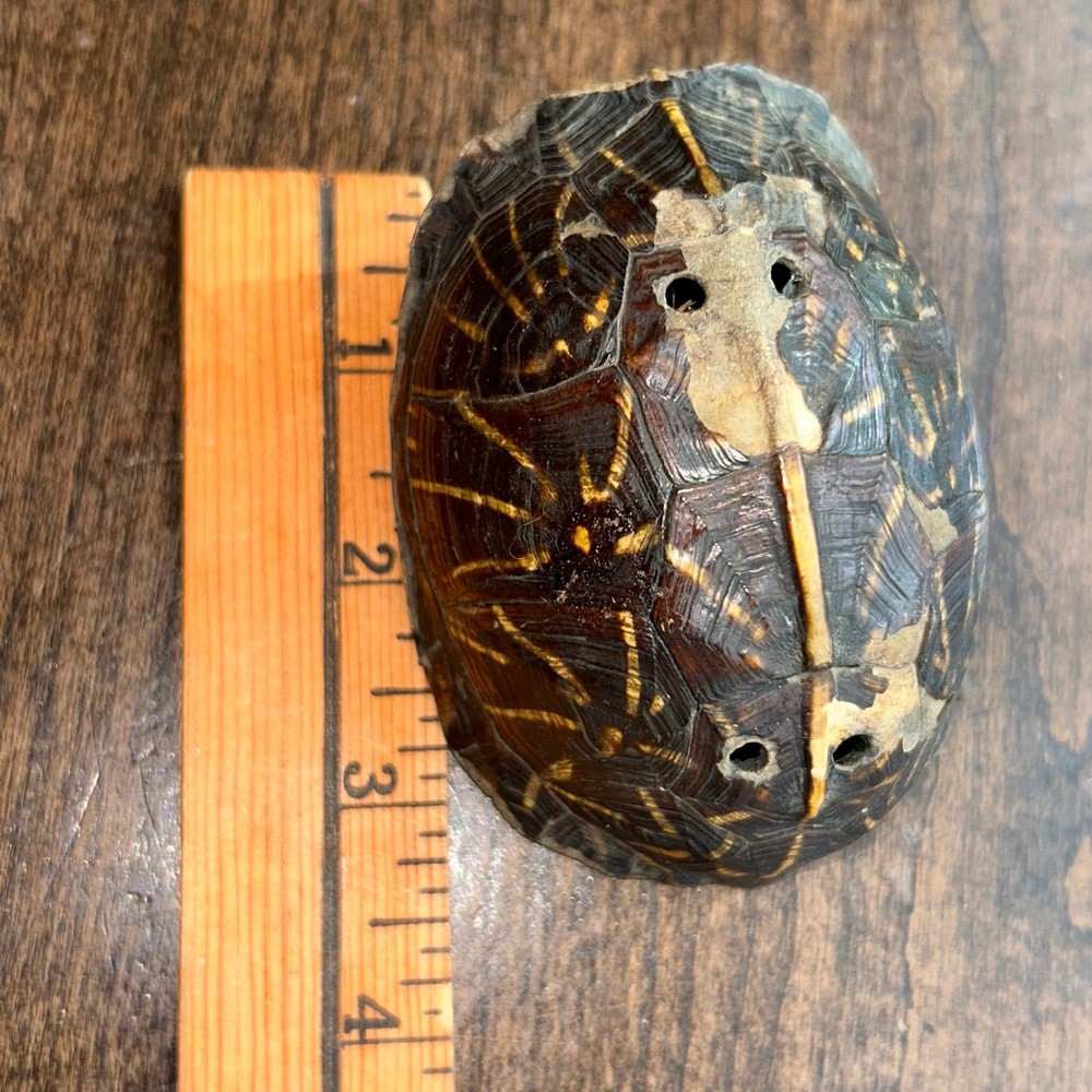C. 1890 Southeastern Turtle Shell Pierced Rattle