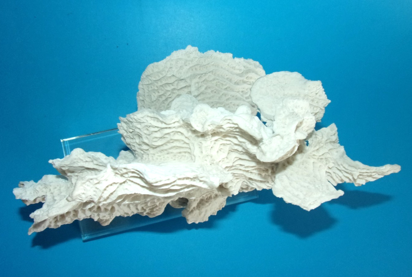 Beautiful Natural White Coral Reef with Glass Base, Authentic Specimen 10" x 7"