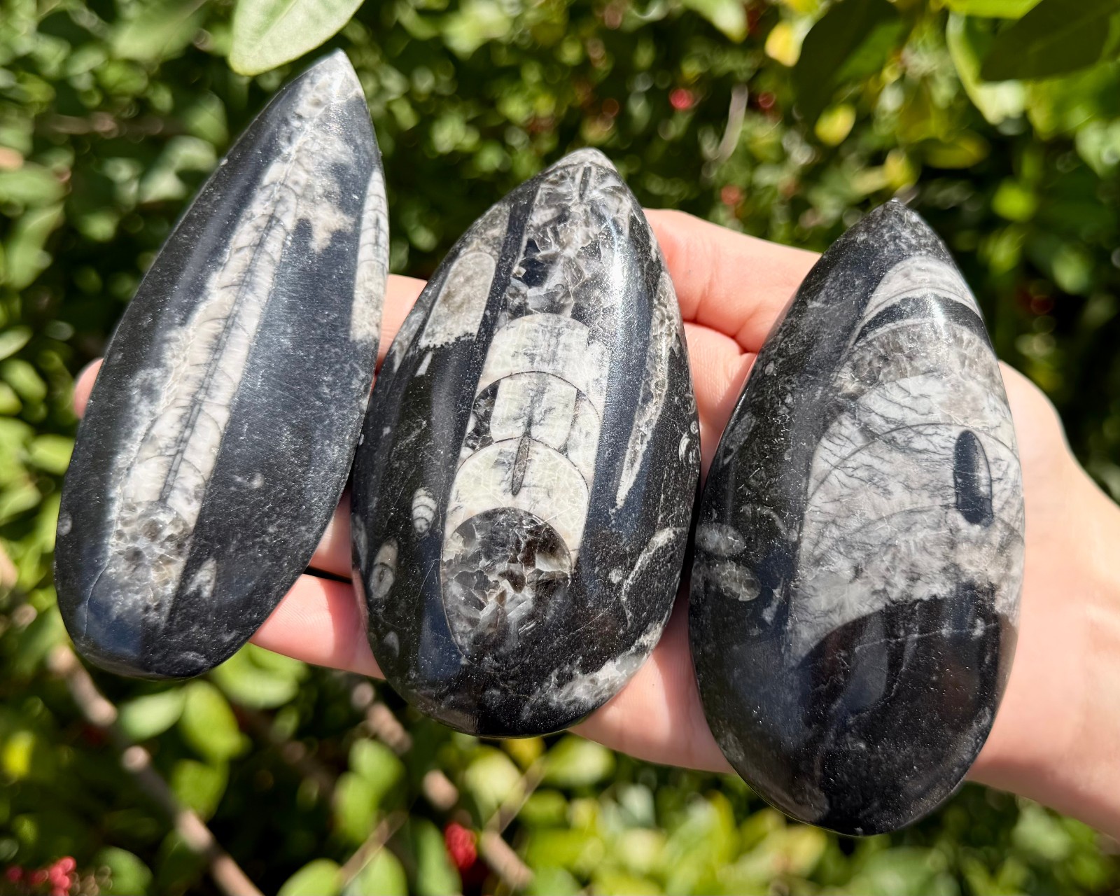 LARGE Orthoceras Fossils, Fossilized Ancient Cephalopod (465+ Million Years Old)