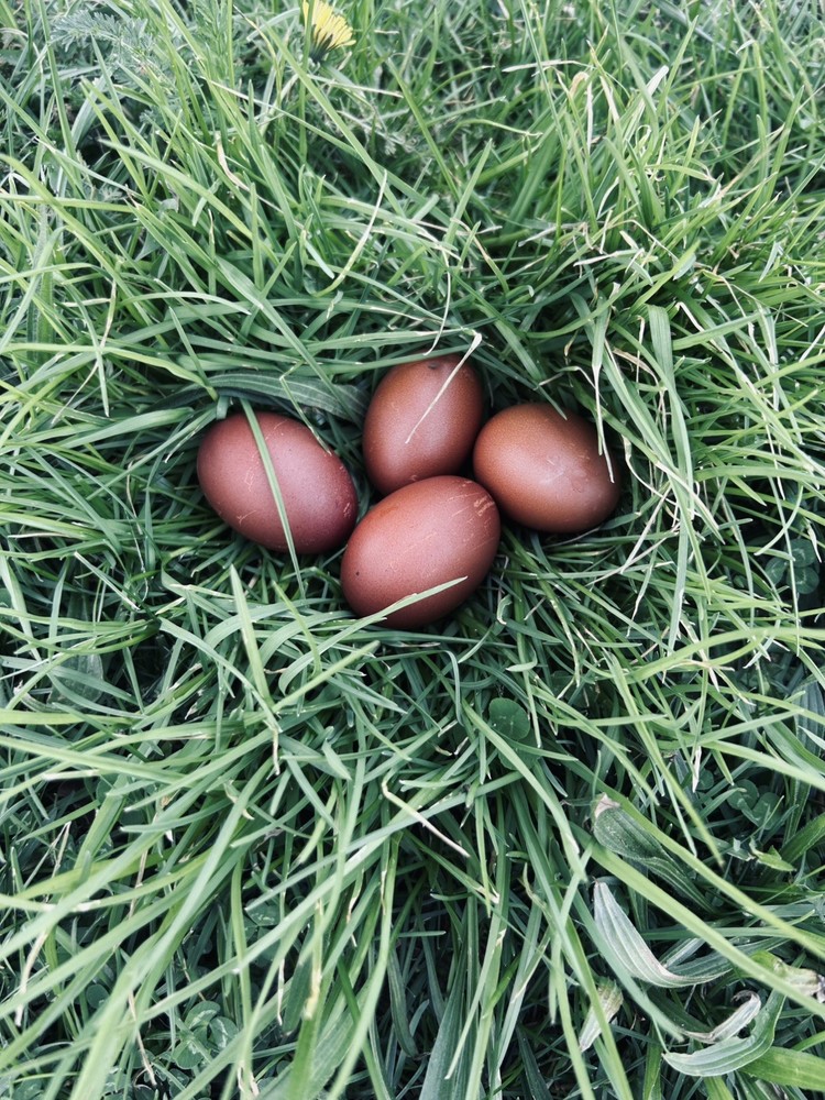 Chocolate Maran eggs 1 Dozen