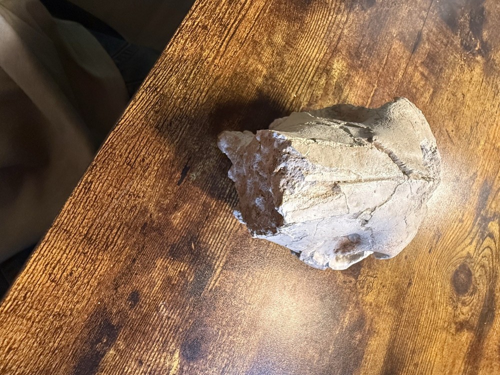 Oreodont Skull! White River Formation