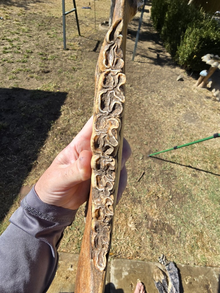 Nice Horse Jaw !