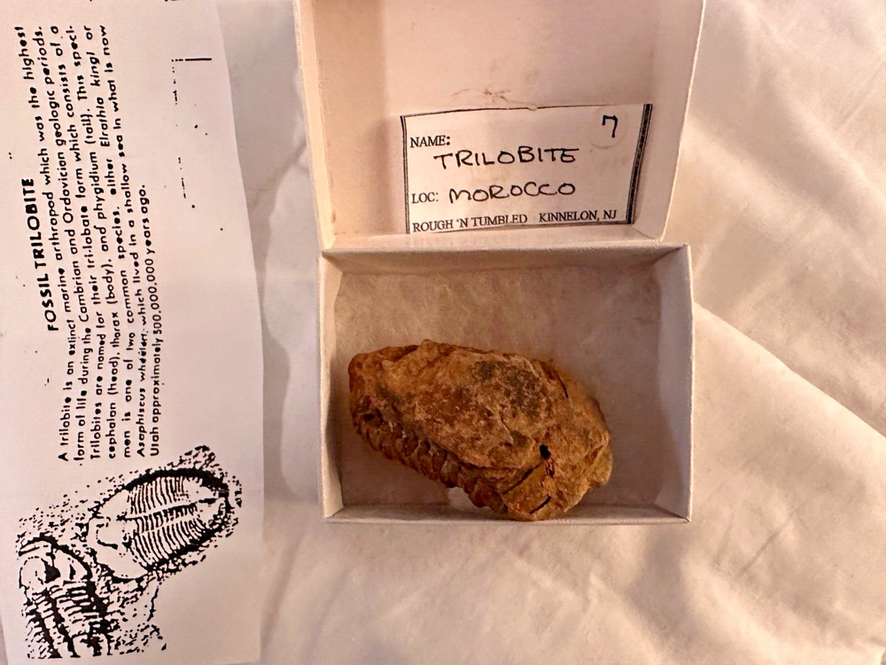 Fossil Trilobite from Morocco (D603FC8)