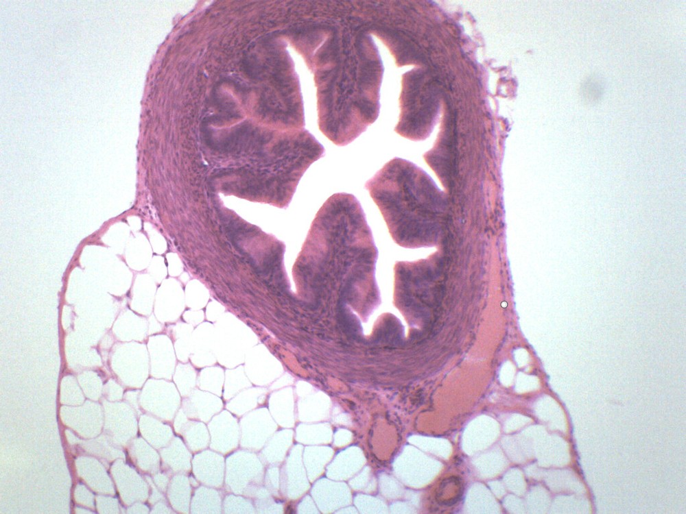 Fallopian Tube - Prepared Microscope Slide - 75x25mm - Eisco Labs