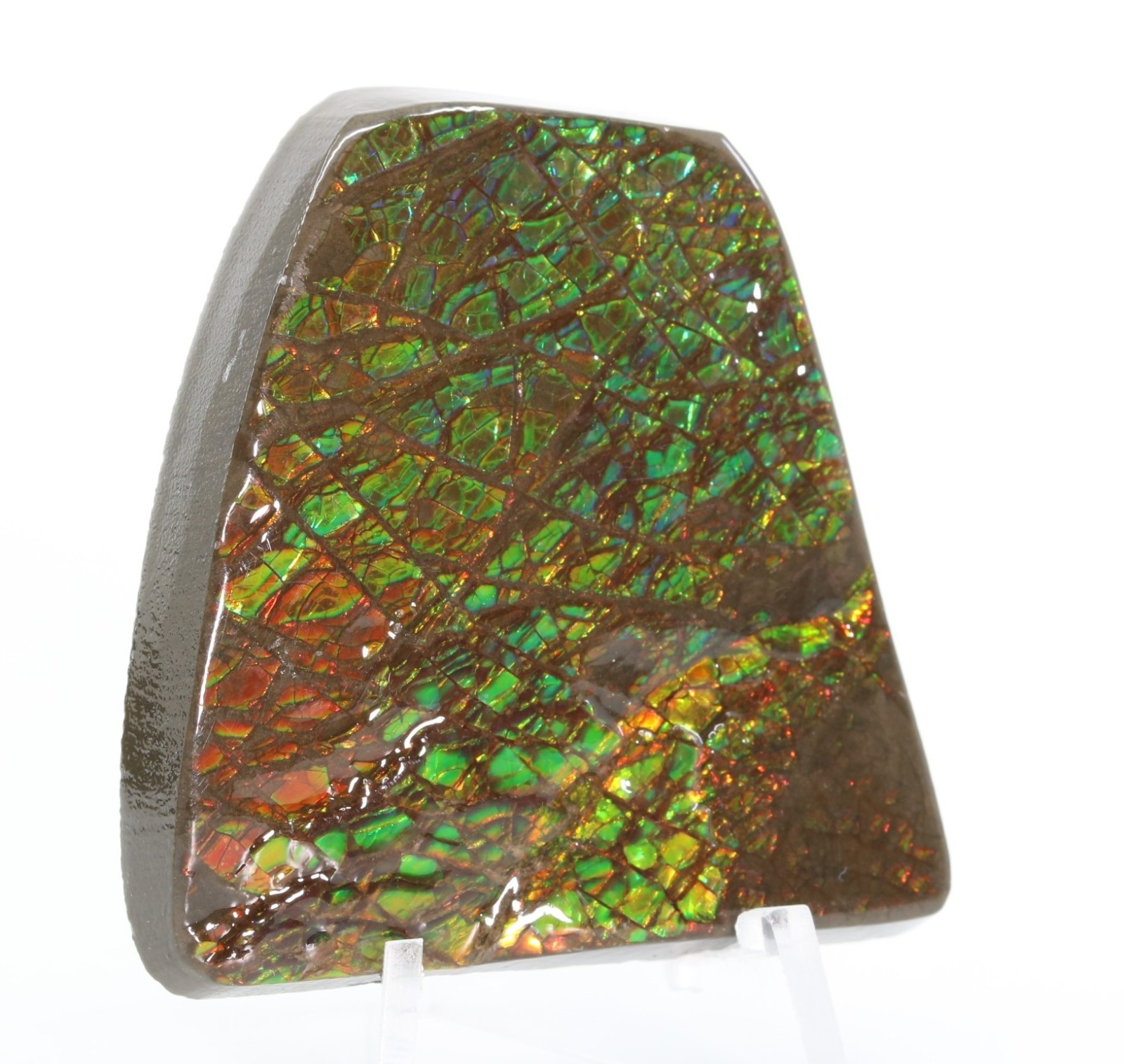 Korite Ammolite Fossil Ammonite 1.99" 50.5mm Bearpaw Fm. Alberta Canada COA 7323