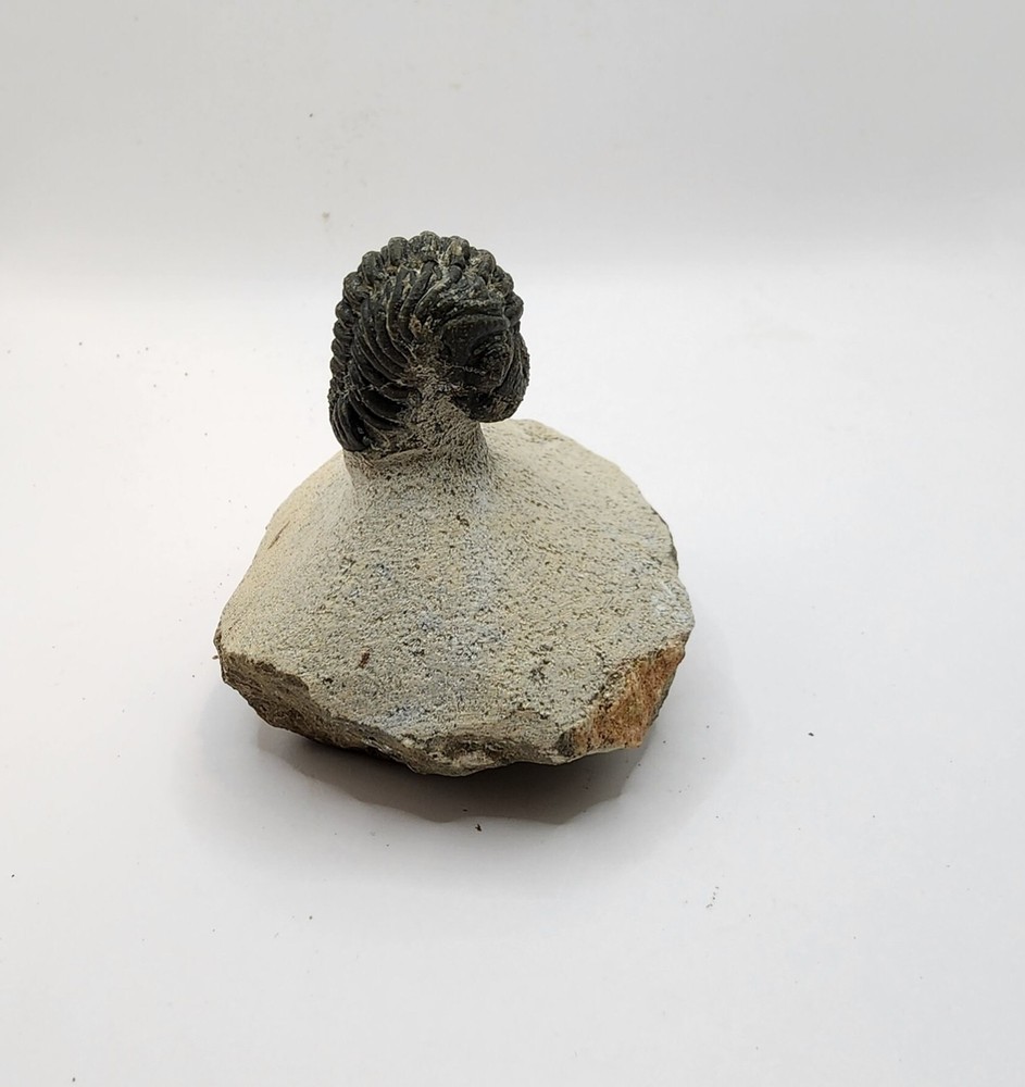 Look at this Trilobite