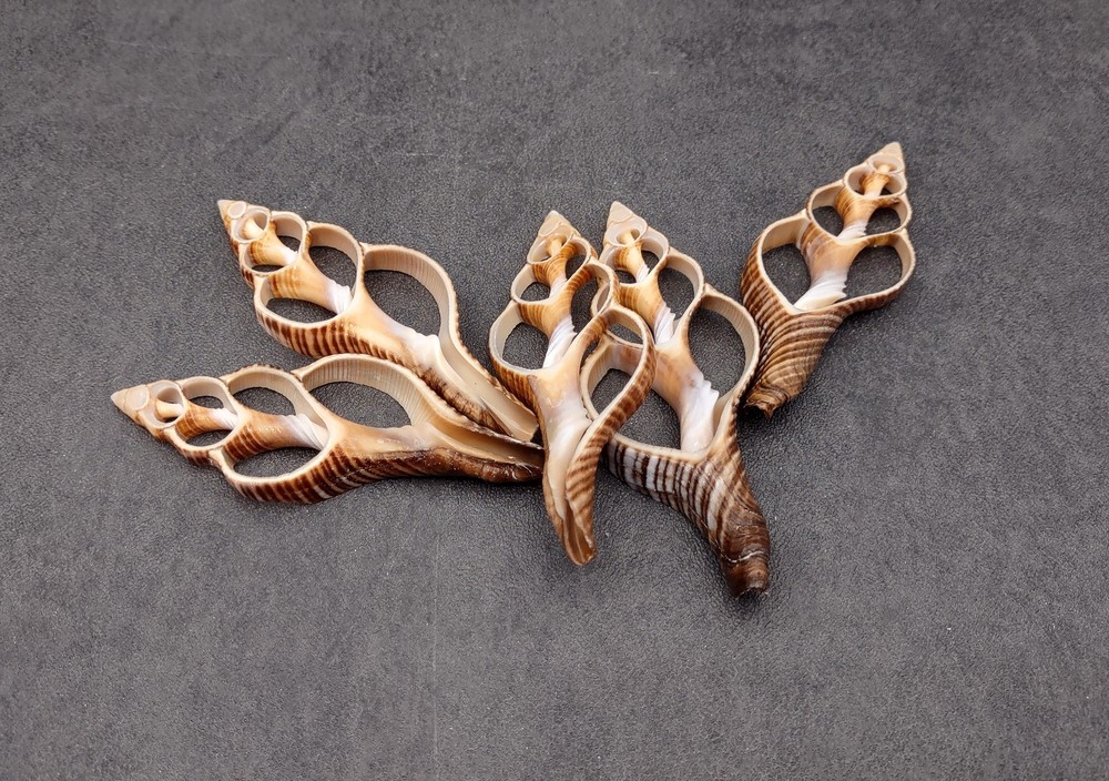 Center Cut Fox Shells (5 shells approx. 2+ inches)