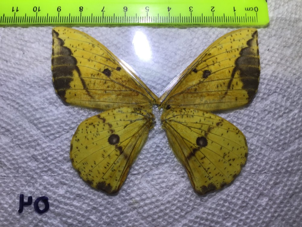 LPSA 04 A+/ A Eacles ? Saturniidae Moths