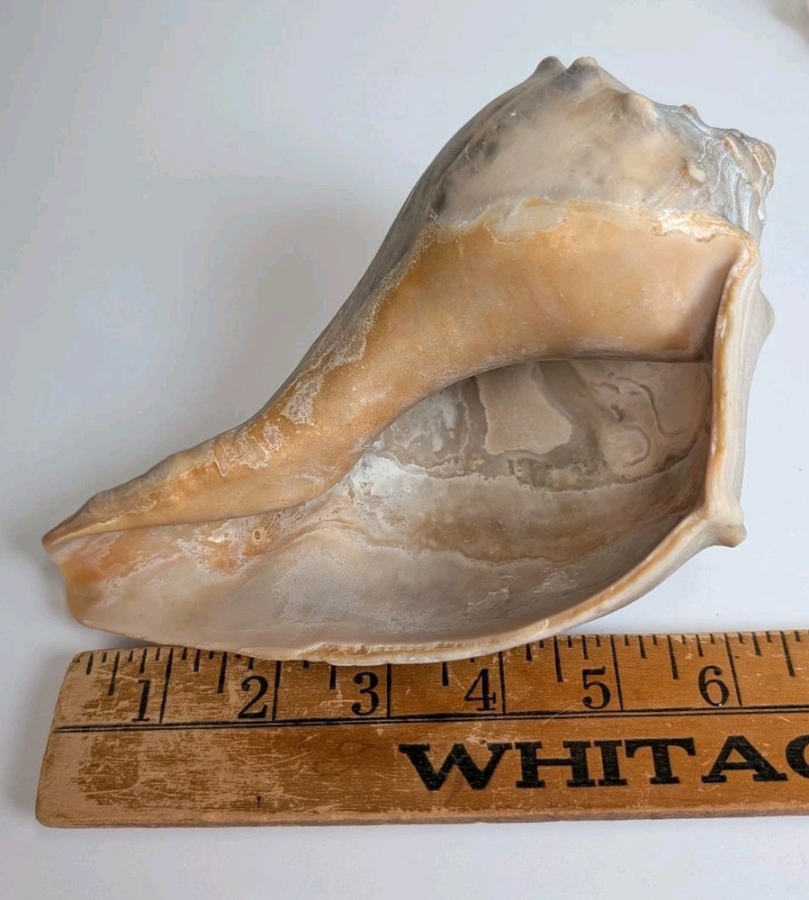 2 Large Lightning Whelk 10” Fossilized Seashell Beach Decor