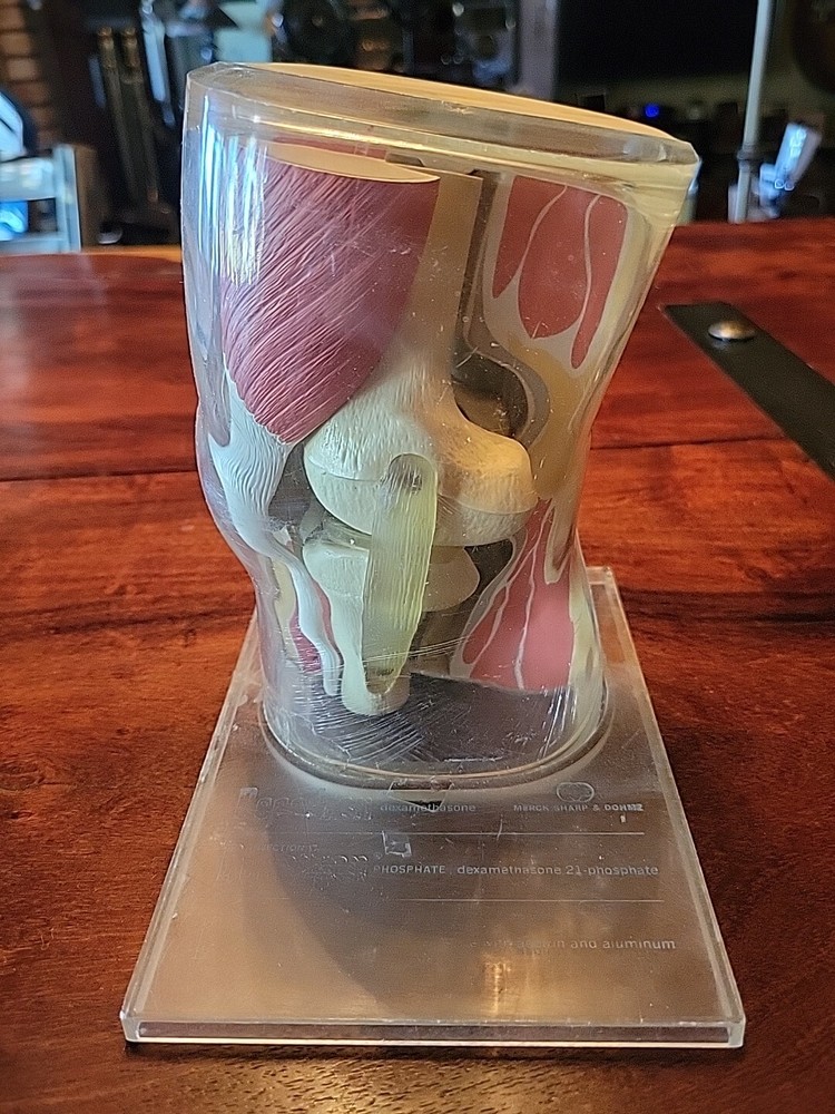 VINTAGE KNEE JOINT MODEL