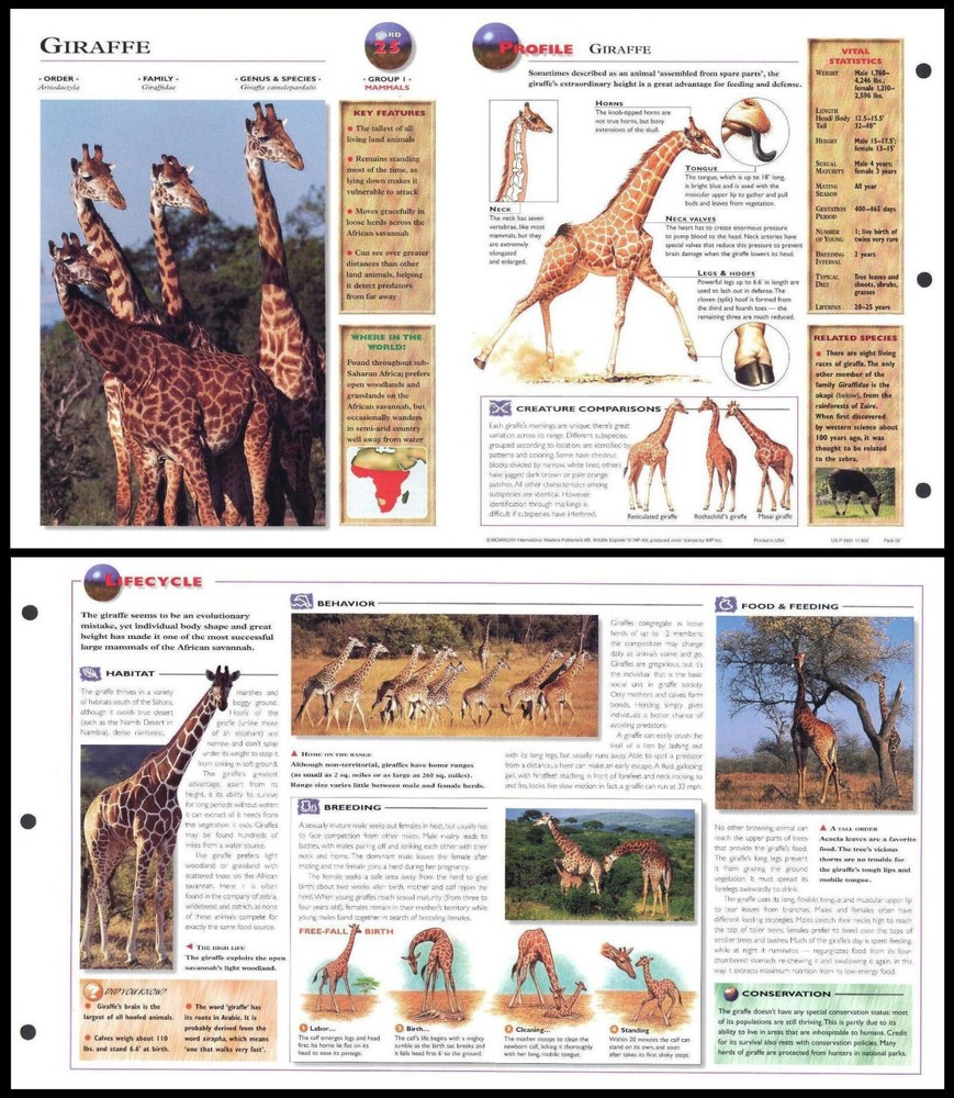 Fold-Out Sheet - Giraffe - 25