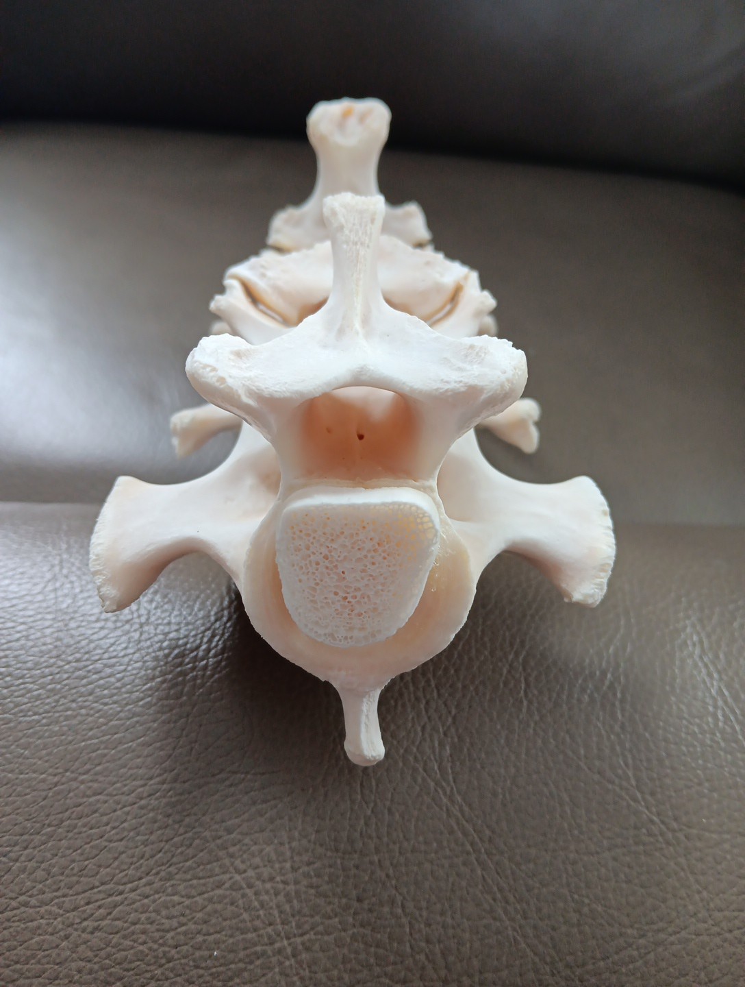 Deer Spine Connected 3 Vertebrae Professionally Cleaned Whitened Taxidermy Buck