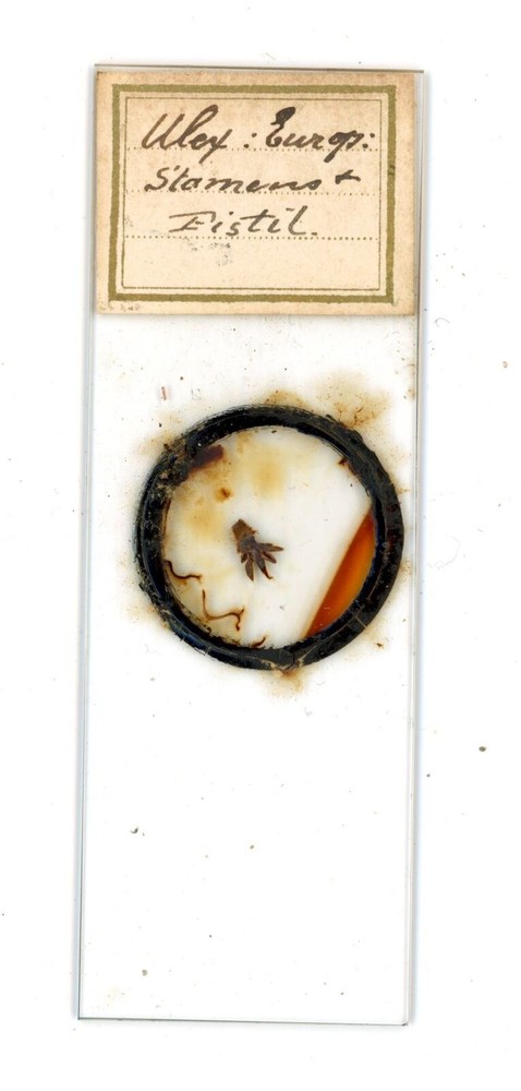 Antique glass Microscope slide unknown sample cant read label #65