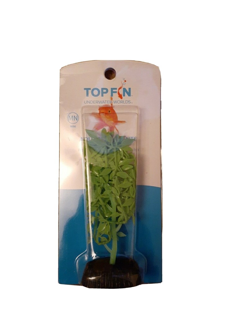aquarium plant