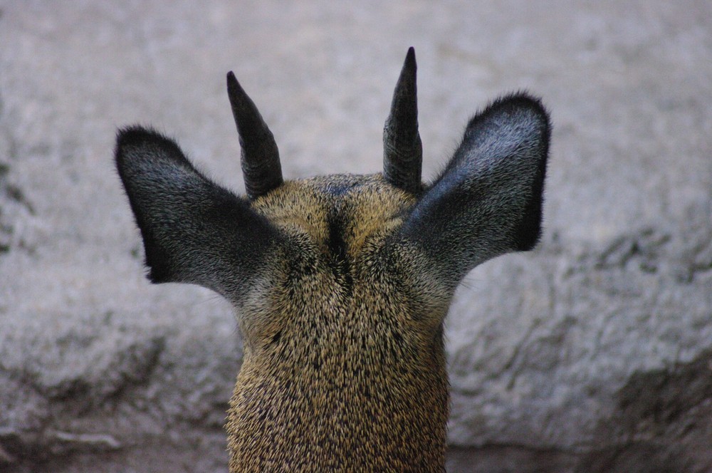 Klipspringer Taxidermy Reference Photo Cd
