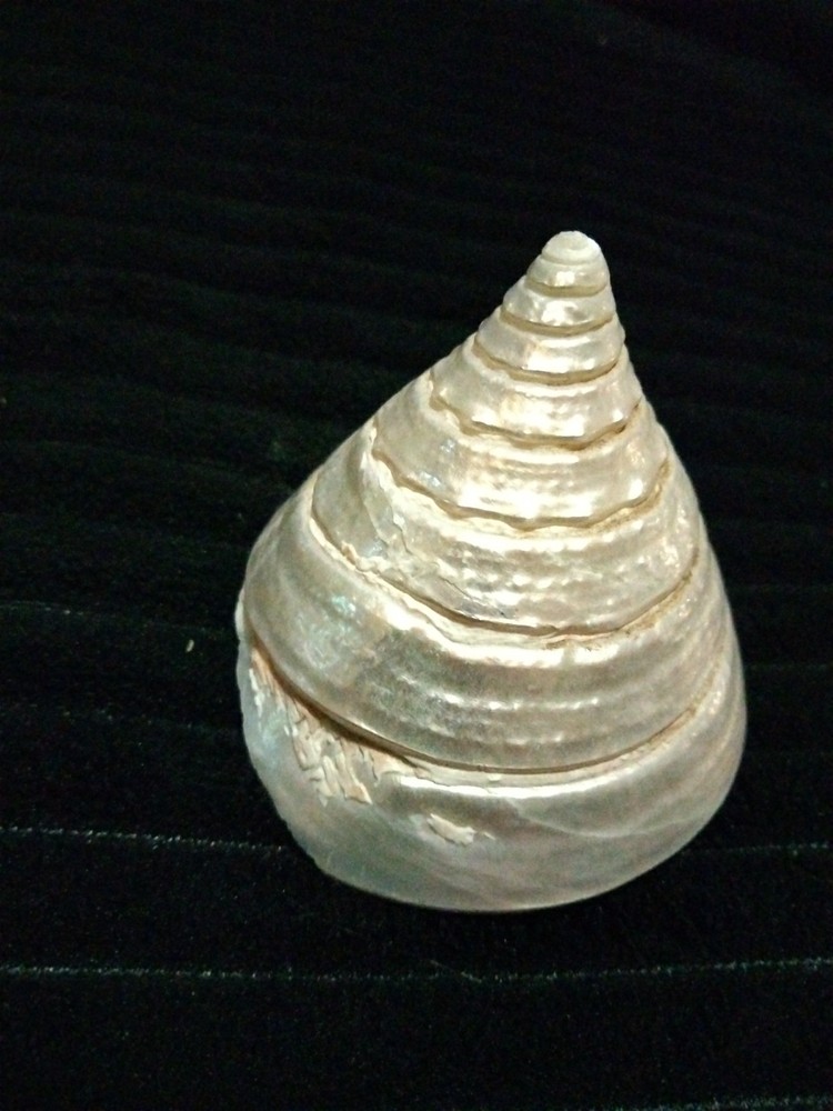 Pearl Trochus Shell 2"