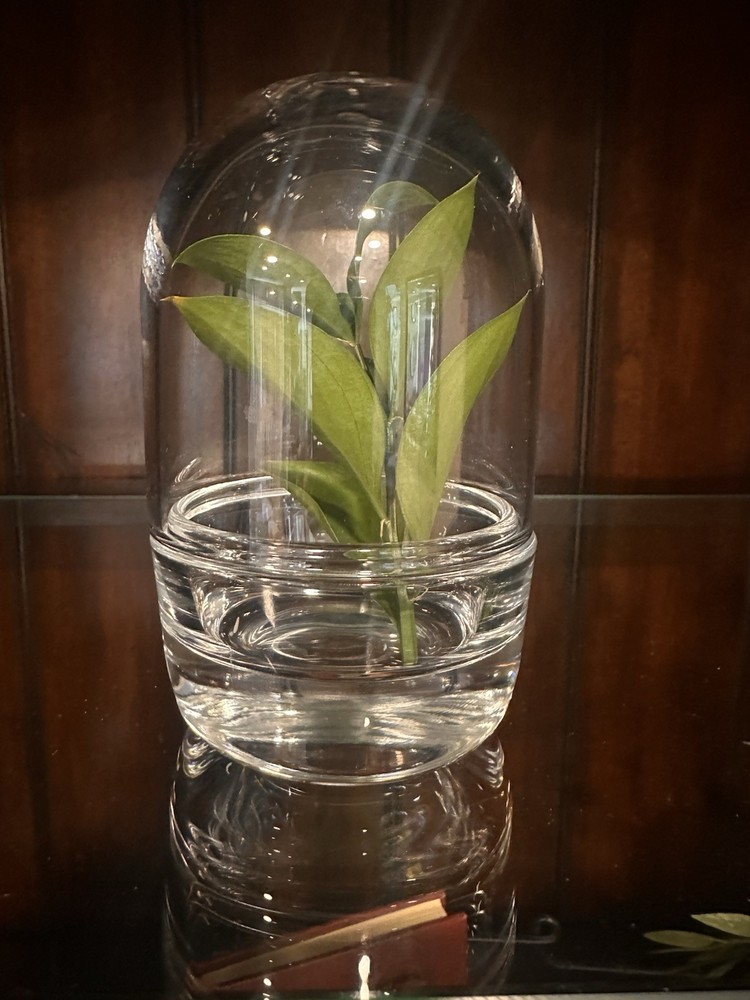 Glass Dome Terrarium 5” Thick Solid Clear Base For Plants