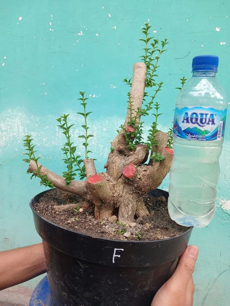 code 012  ✅ BONSAI materials PREMNA MICROPHYLLA || SMALL  (REAL PICT)