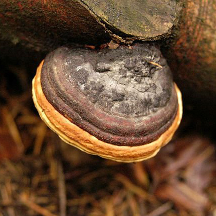 Phellinus linteus Liquid Culture