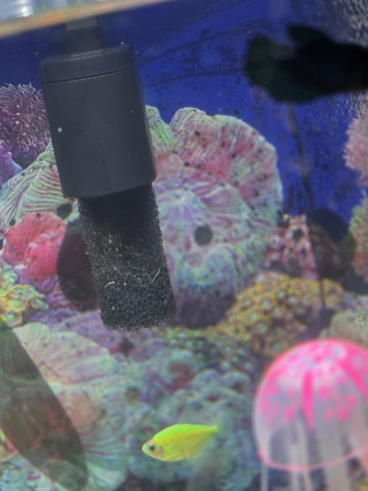 20-Gallon Complete Aquarium Setup (With Fish)