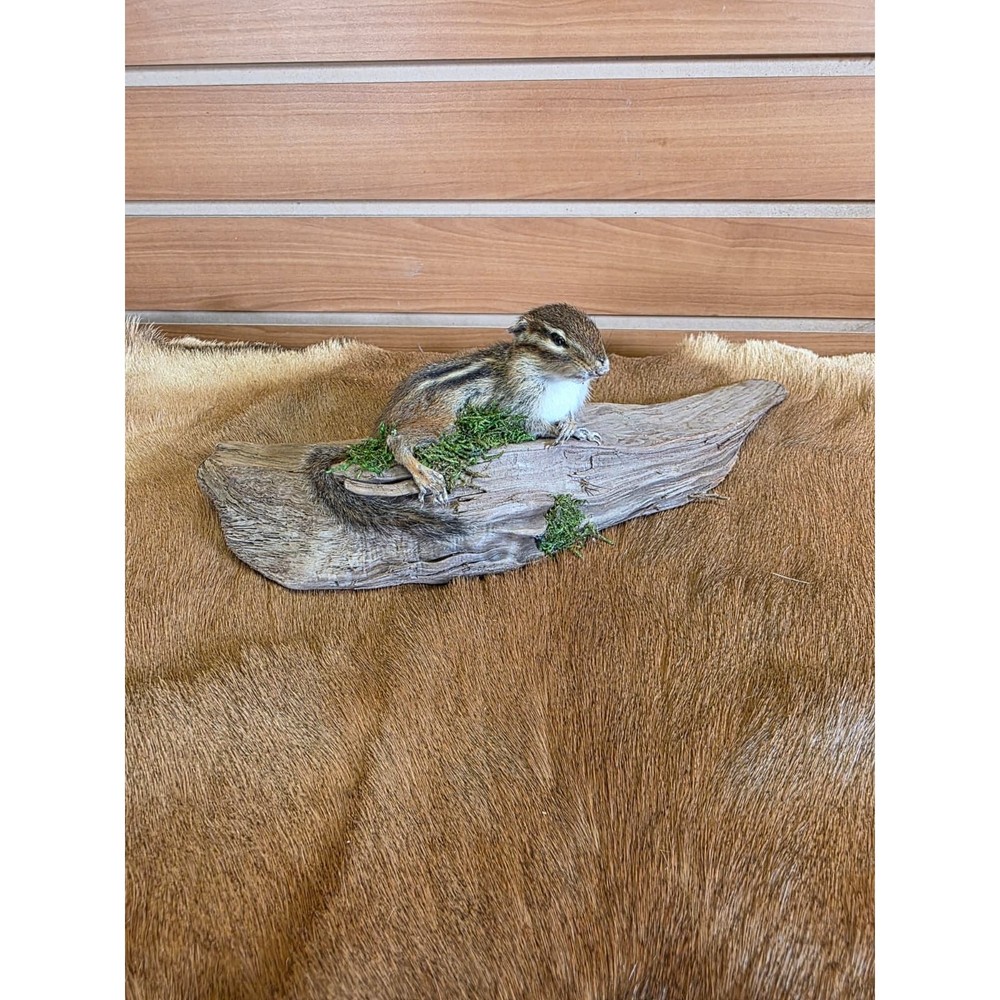 FHCK76 - Chipmunk Taxidermy Mount