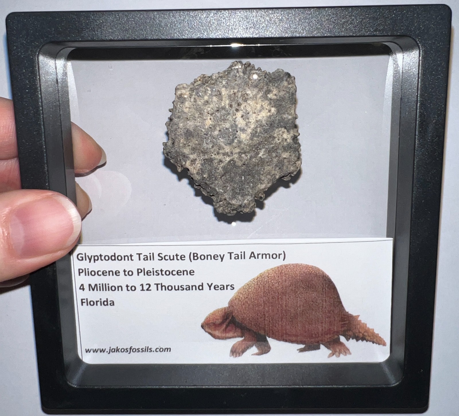 Framed RARE Ice Age Fossil GLYPTODONT Tail Scute Bone Armor Lot! ONE PER ORDER!