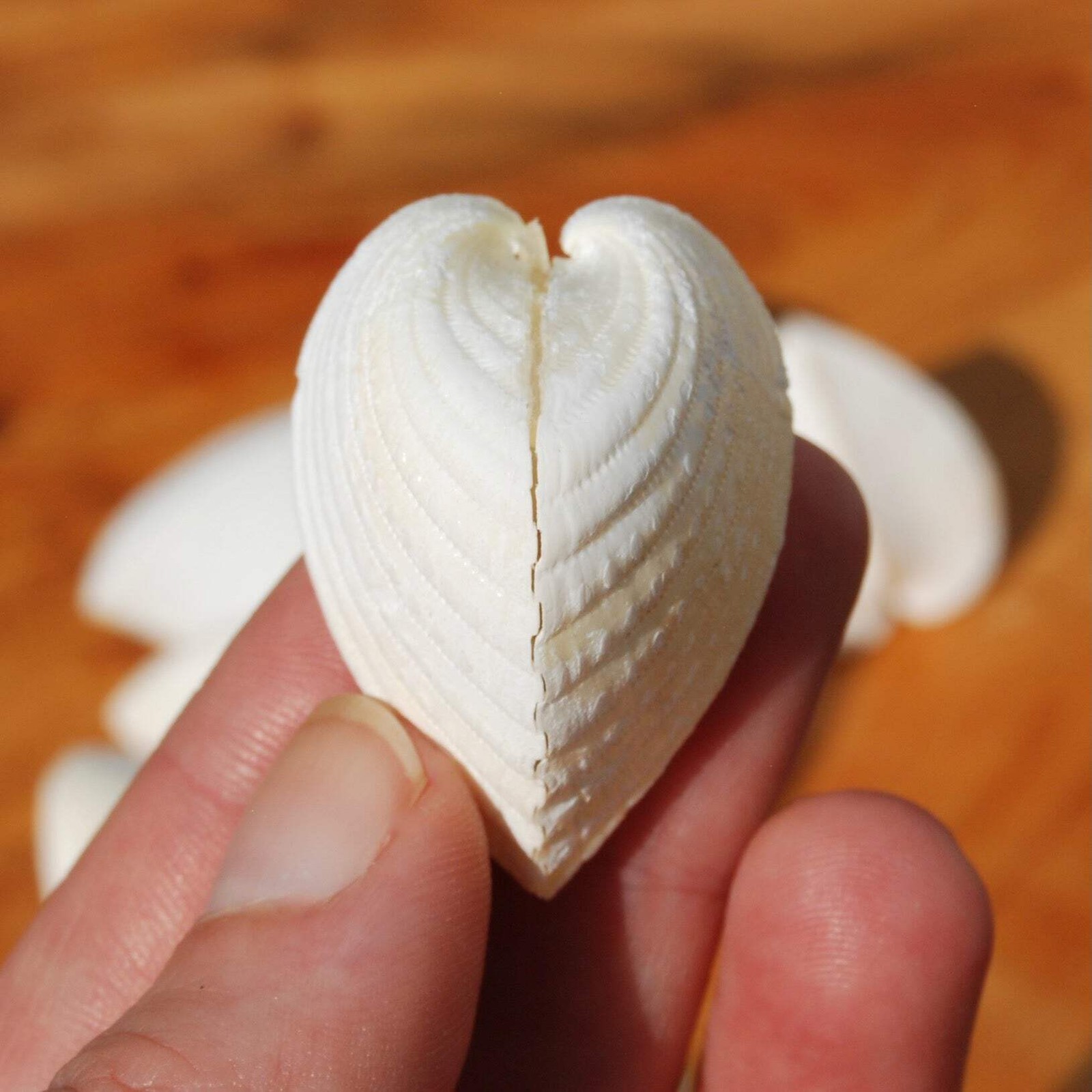6pc White Cardium fragnum Small Heart Shaped Cockleshell Pairs