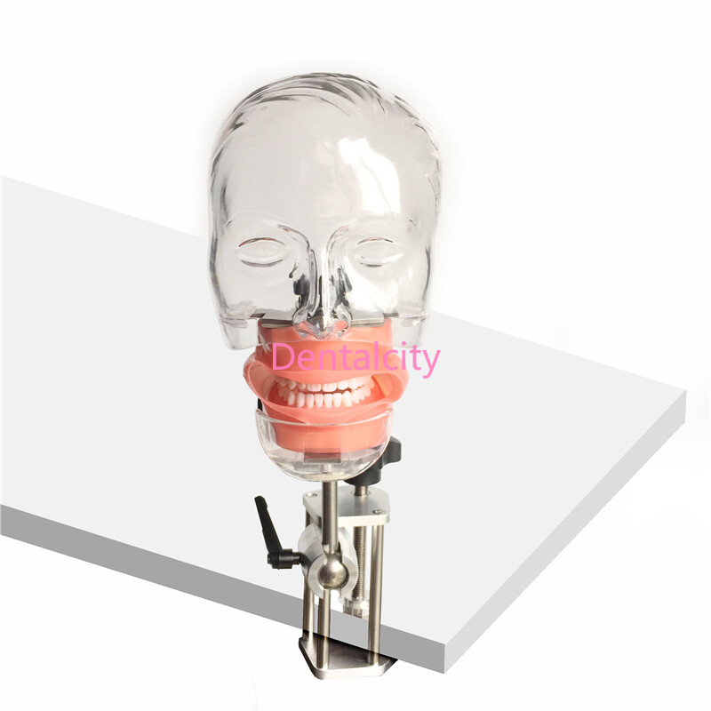 Dental Simulator Nissin Manikin Phantom Head Model Bench Mount Teaching model