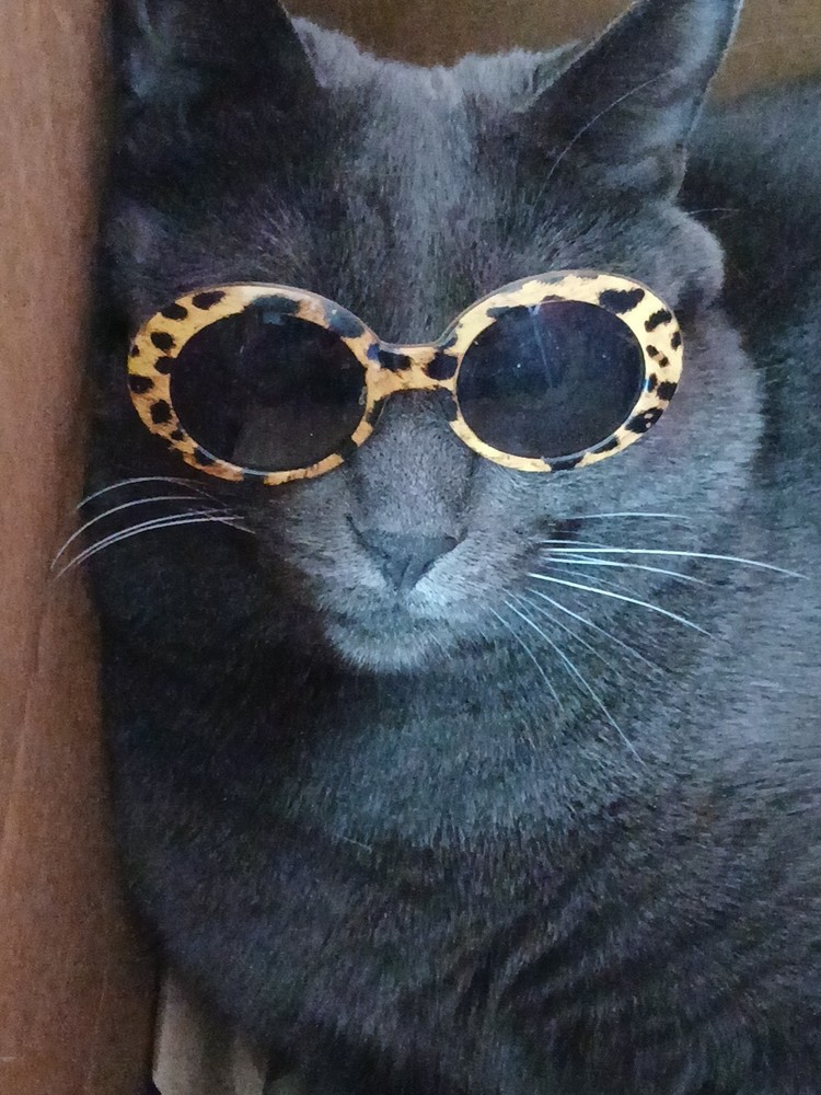 Small Cat Sunglasses