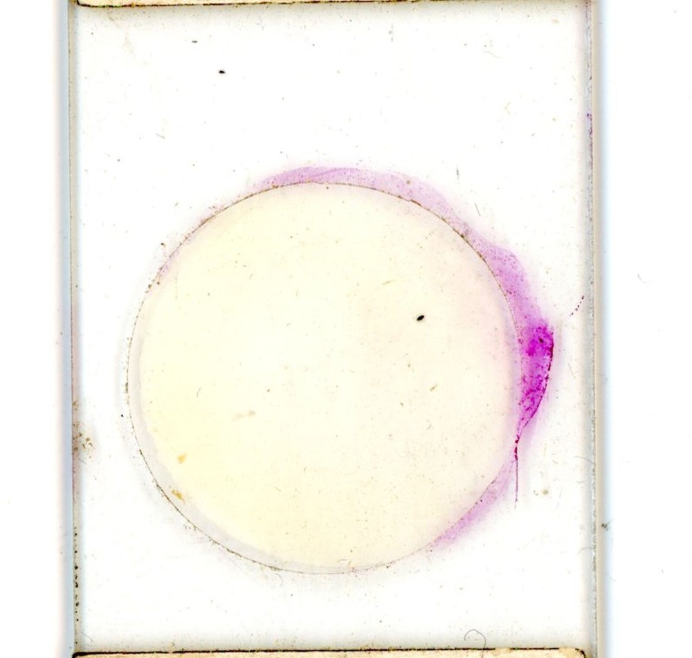 Vintage Microscope slide Bacteria Breaking Down Bread 1968 #30
