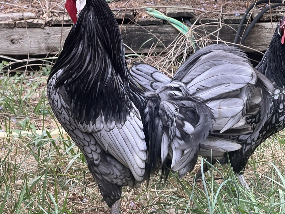 Assorted Large Fowl Hatching Eggs—Exhibition Line
