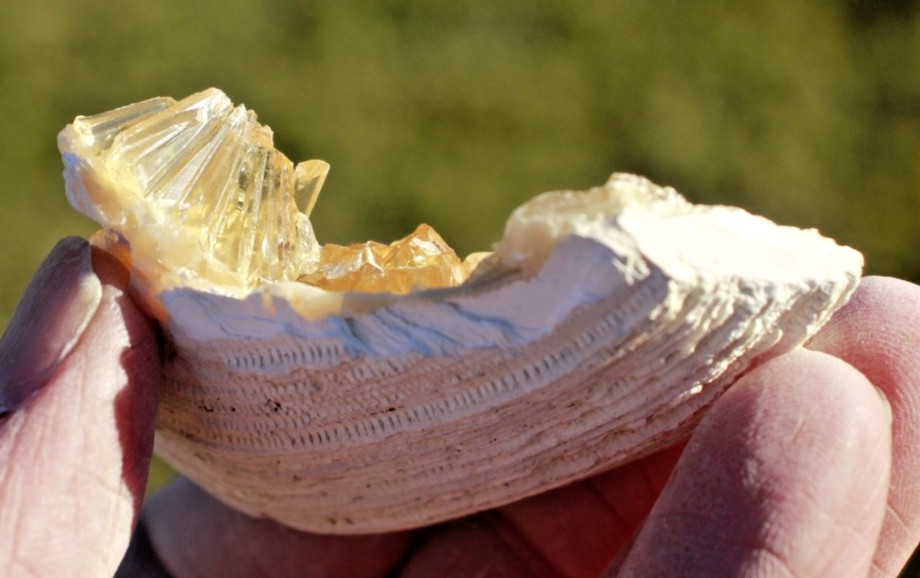 Fluorescent Fossil Crystal Clam from Ruck's Pit, Florida • Mercanaria permanga