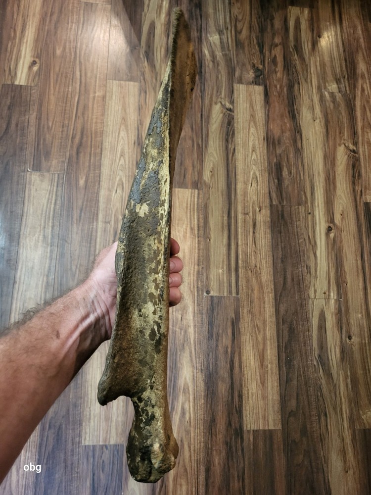 Historic Bison SHOULDER BLADE scapula Holocene era