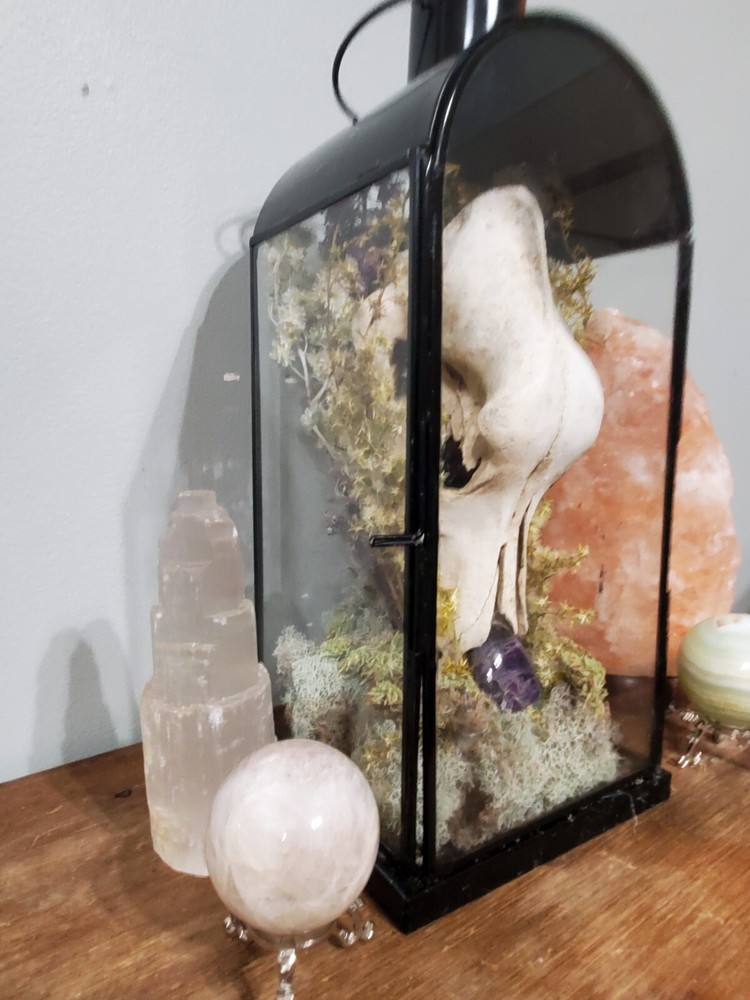 K9 skull English mount