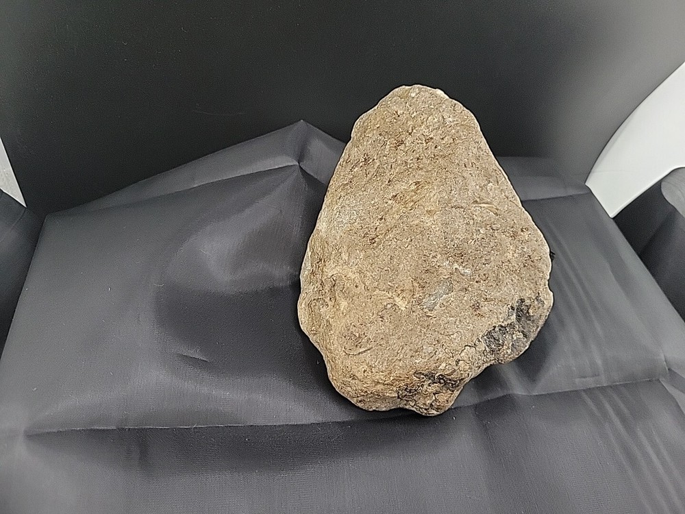 fossilized clam shell