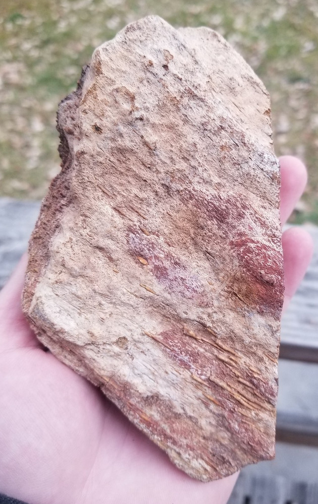 Agatized Dinosaur Gem Bone Rainbow Multicolor Roughcut 584g Specimen Cab Lap