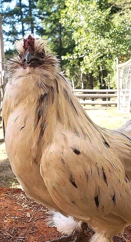 10+ BEAUTIFUL Silkie Hatching Eggs .