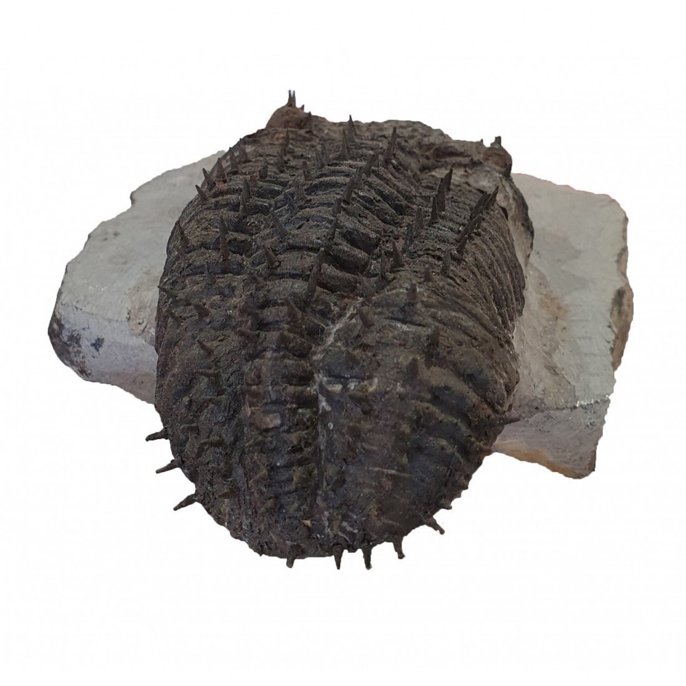 Trilobite fossils Drotops Armatus devonian morocco