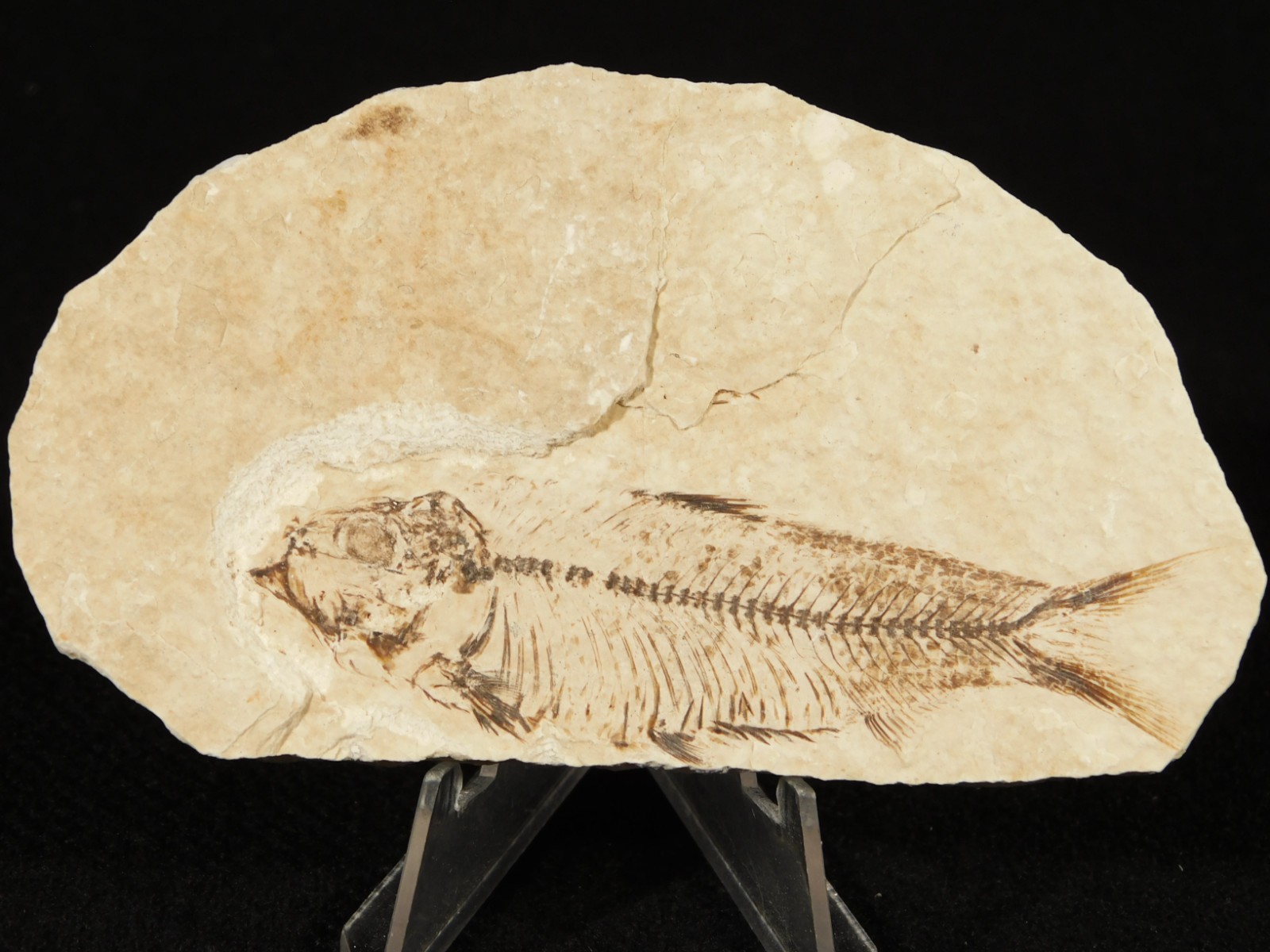 X-RAY BONES! Knightia FISH Fossil From Fossil Lake Wyoming 48.6gr