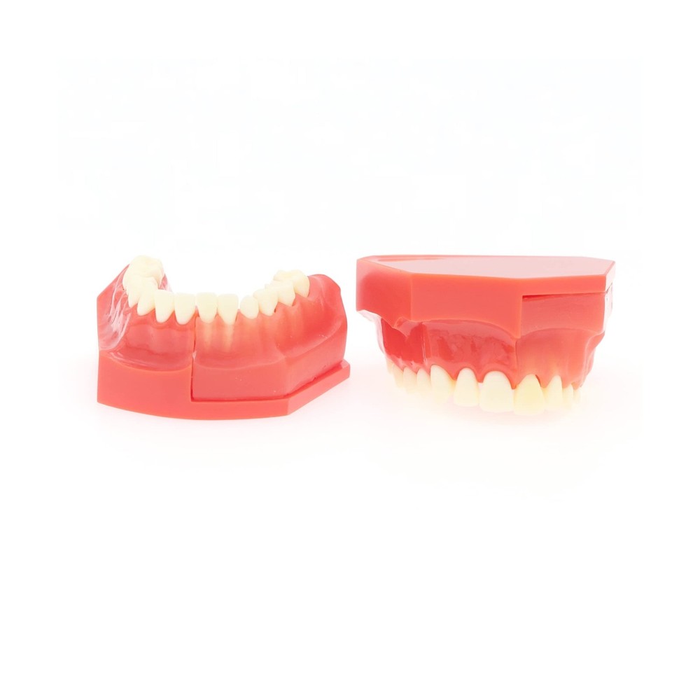 Teeth Typodonts Dental Model #7013 - Teeth Eruption Development Model Alterna...